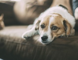 Gripe Canina – saiba como proteger seu pet