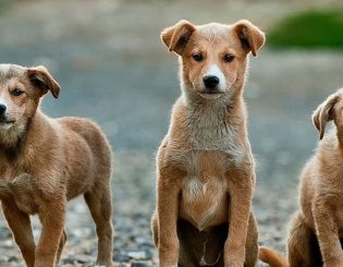 Vacina Mundial contra Giardíase Canina