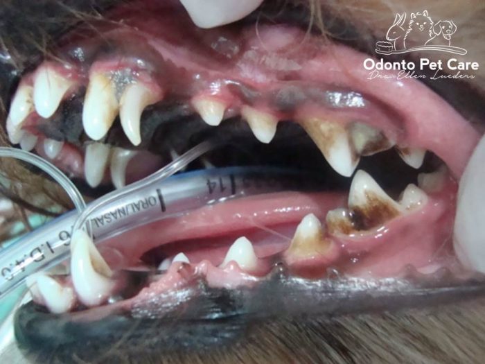Antes - Presença de Canino decíduo superior e inferior e acúmulo de cálculo dentário