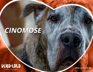 Cinomose: a nesfata doença canina