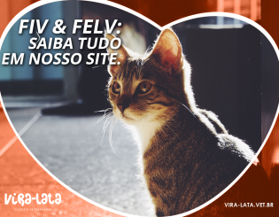FIV E FeLV – Um problema oculto em muitos gatos.