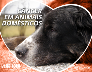 Quimioterapia em Mascotes – Câncer em Animais Domésticos