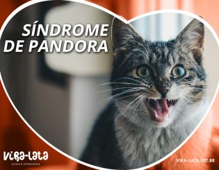 Gatos e a Síndrome de Pandora