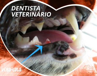 Por que seu pet precisa ir a um dentista veterinário?