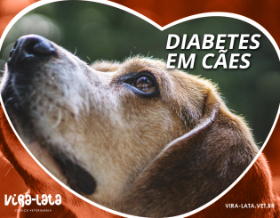 Diabete em cães?