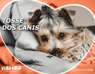 Tosse dos Canis – Gripe canina?