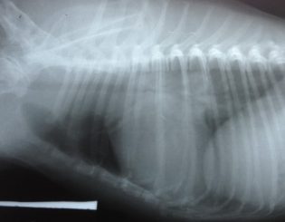 Radiologia em Doenças do Coração nos Pequenos Animais