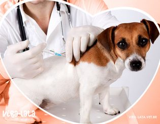 09 de Setembro – o dia do médico veterinário