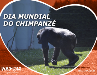 Dia Mundial do Chimpanzé