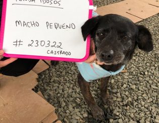 Voluntariado no Abrigo de Animais em Canoas/RS – O Projeto Missão Veterinários RS