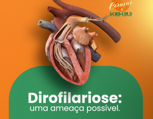 Dirofilariose em Santa Catarina – O que é e como prevenir